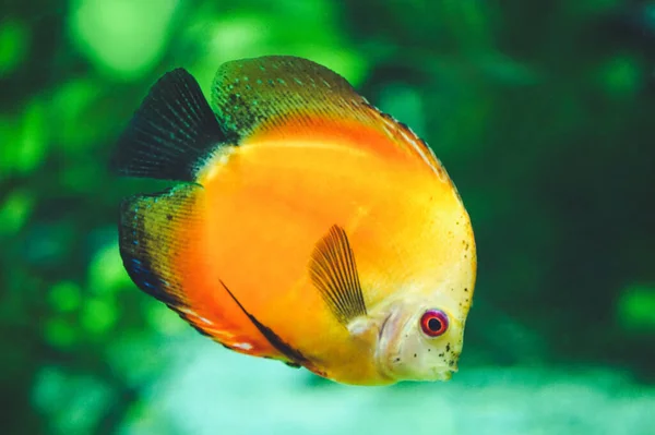 Orange Discus Fish Side View — Stock Photo, Image