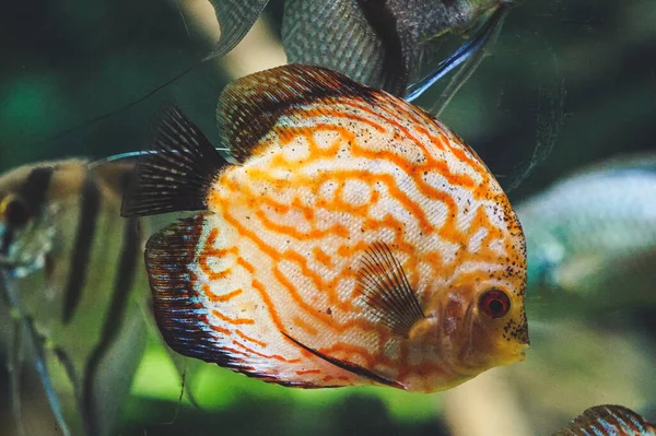 Oranžová Bílá Disková Ryba Boční Pohled — Stock fotografie
