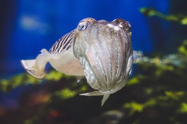 Peixe Fugu Cinzento Vista Frontal — Fotografia de Stock