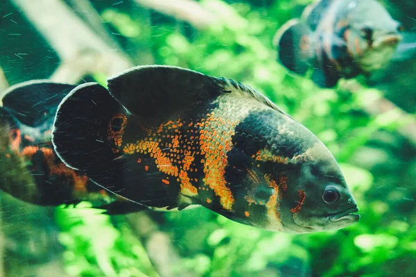 黑色和橙色的宽吻鱼 背景植物 — 图库照片