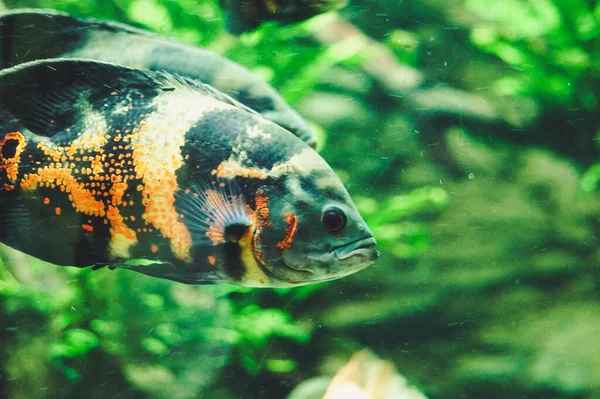 Svart Och Orange Gurami Fisk Växter Bakgrunden — Stockfoto