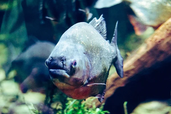 Piranha fish - front view