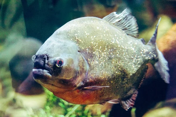 Piranha Fish Side View — Stock Photo, Image