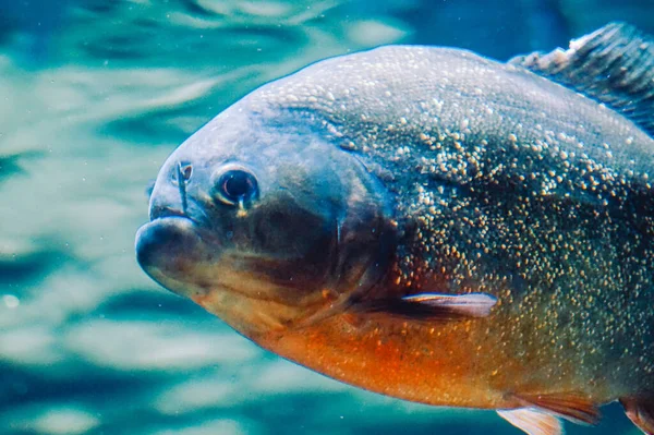 Piranha Balığı Yan Görünüm — Stok fotoğraf