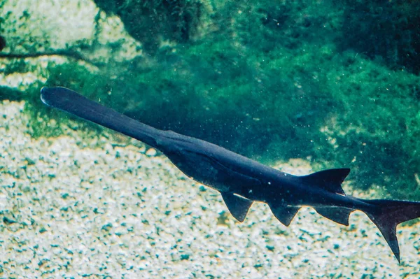 Uzun Burunlu Bir Balık Gördüm — Stok fotoğraf