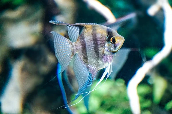 Scalar Fish Side View — Stock Photo, Image