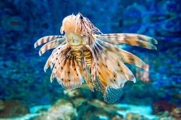 褐色和白色有毒珊瑚礁鱼 — 图库照片