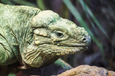 Yeşil iguana kertenkelesi - yakın plan fotoğraf