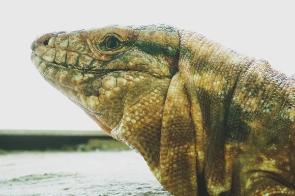 Iguana Lizard Close Photograph — Stock Photo, Image