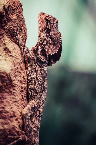 Iguana Lizard Climbing Rock — Stock Photo, Image