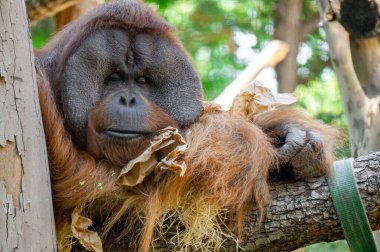 Orangutan maymunu ağaçta oturuyor.