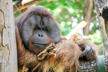 Orangutan maymunu ağaçta oturuyor.