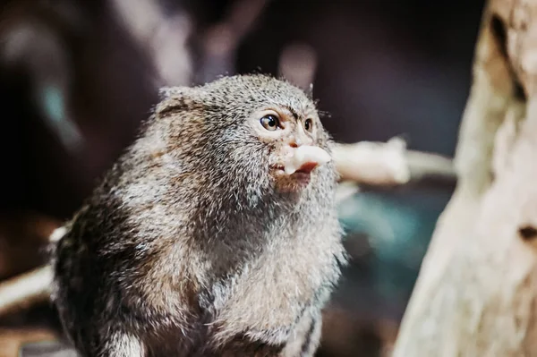 Mono Marmoset Pigmeo Comiendo Algo —  Fotos de Stock