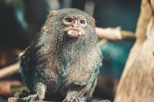 Pygmy Μαϊμού Marmoset Τρώει Κάτι — Φωτογραφία Αρχείου