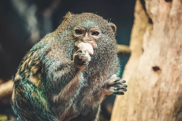 Mono Marmoset Pigmeo Comiendo Algo — Foto de Stock