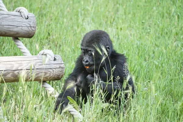 Jeune Singe Chimpanzé Assis Dans Herbe — Photo