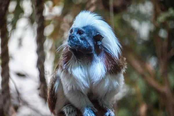 Retrato de um macaco albino primata animal raro no fundo