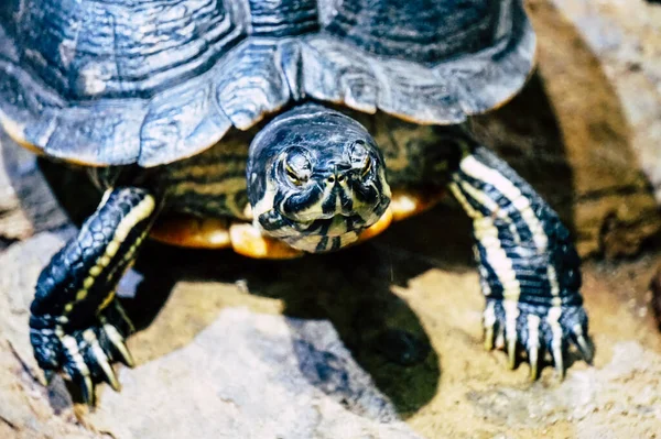 Kaplumbağa Bir Taşın Üzerinde Yürüyor — Stok fotoğraf