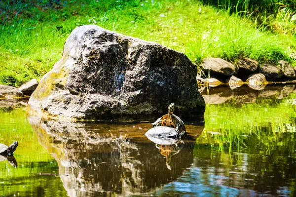 Turtles Pond Outdoors Photograph — Stock Photo, Image