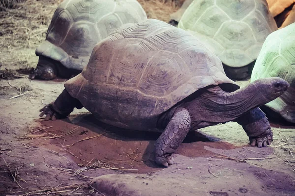 Kaplumbağa Yürüyüşü Yan Görünüm — Stok fotoğraf