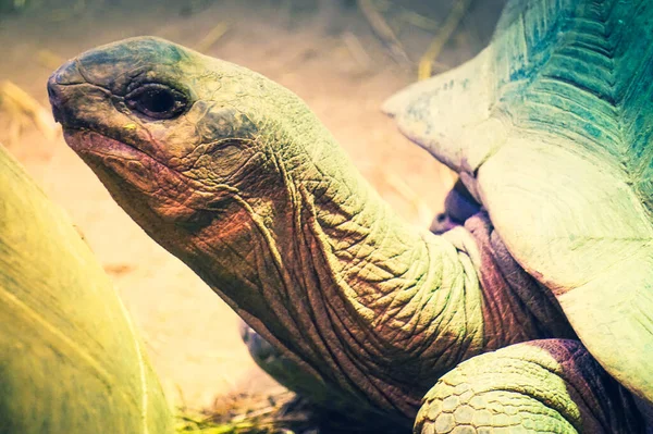 Kaplumbağa Yakın Plan Fotoğrafı Odaklanmış Arka Plan — Stok fotoğraf
