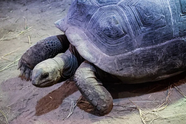 Kaplumbağa Yürüyüşü Yan Görünüm — Stok fotoğraf