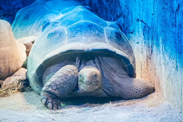 Eski Kaplumbağa Manzara Yakın Çekim Fotoğraf — Stok fotoğraf