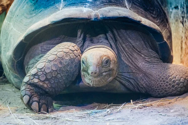 Eski Kaplumbağa Manzara Yakın Çekim Fotoğraf — Stok fotoğraf