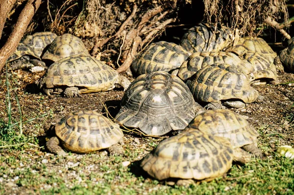 Çimlerin Üzerinde Birkaç Kaplumbağa — Stok fotoğraf