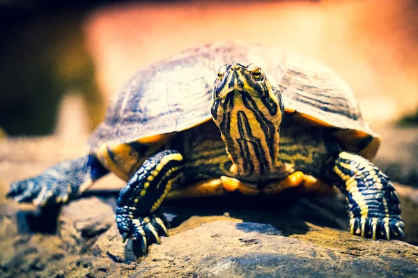 Kaplumbağa Bir Taşın Üzerinde Yürüyor — Stok fotoğraf