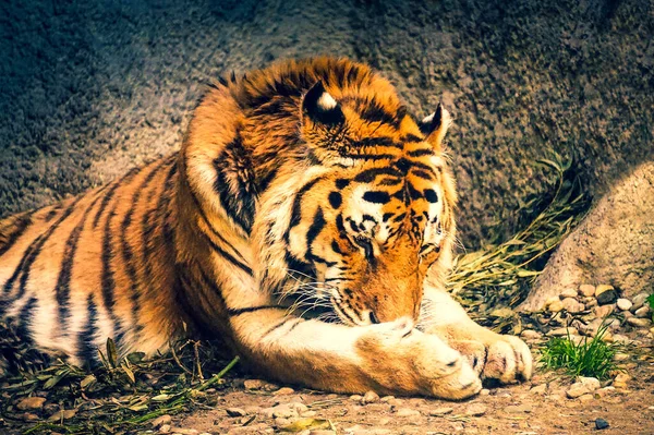 Tiger Laying Ground — Stock Photo, Image