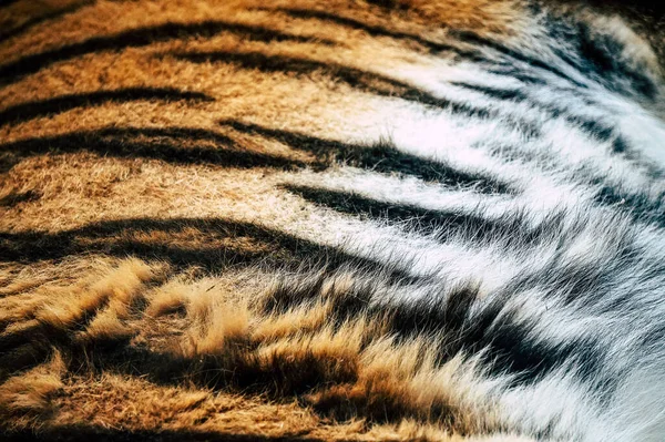 Pele Tigre Ótimo Como Padrão — Fotografia de Stock