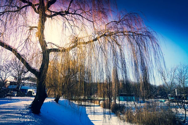 冬は雪に覆われた凍る池 — ストック写真