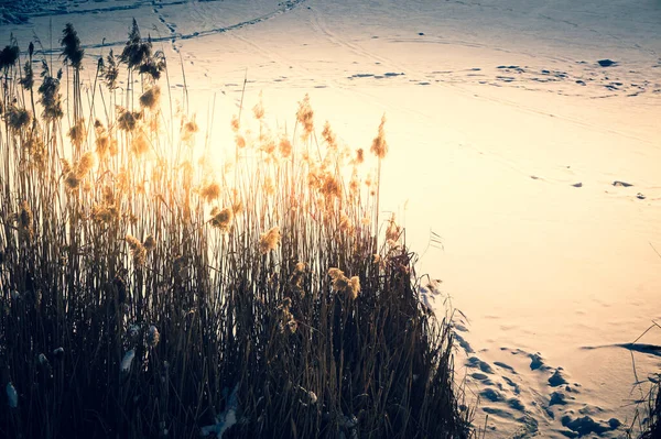 冬に湖の端に葦 — ストック写真