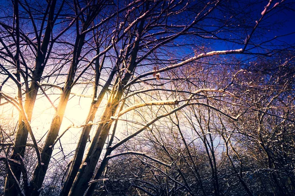 Ramas Árboles Cubiertas Nieve Sol Invierno — Foto de Stock