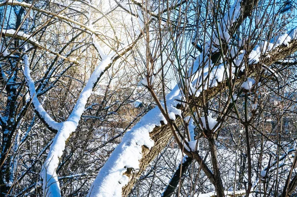 Зимой Ветви Деревьев Покрыты Снегом — стоковое фото
