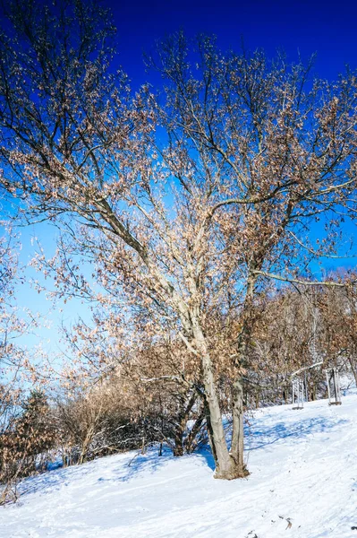 Parque Con Árboles Nieve Invierno — Foto de Stock