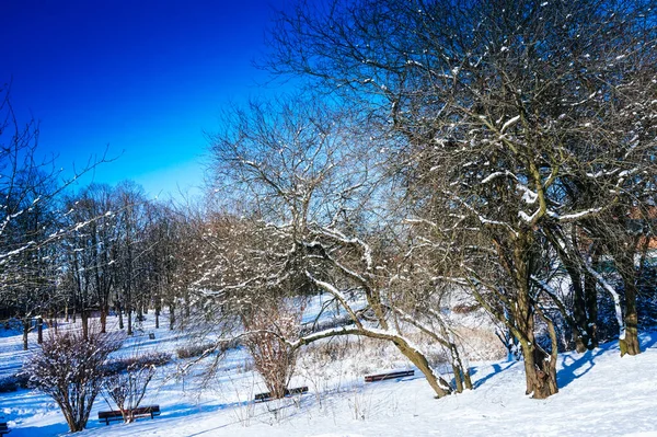 Árvores Parque Coberto Neve Inverno — Fotografia de Stock