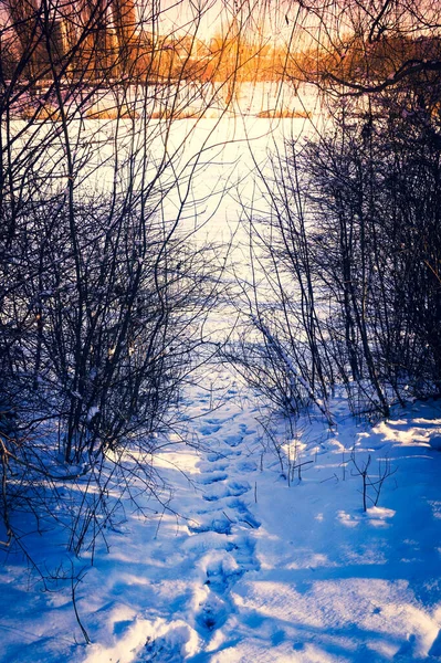 Rieten Aan Het Meer Winter — Stockfoto