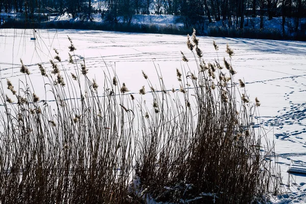 冬に湖の端に葦 — ストック写真