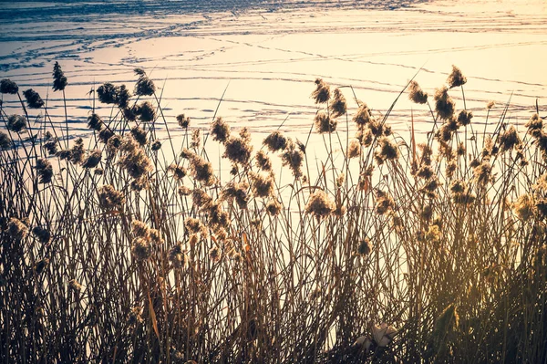 Reeds Szélén Télen — Stock Fotó