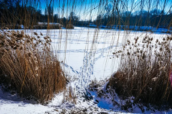 Zimie Trzcina Skraju Jeziora — Zdjęcie stockowe
