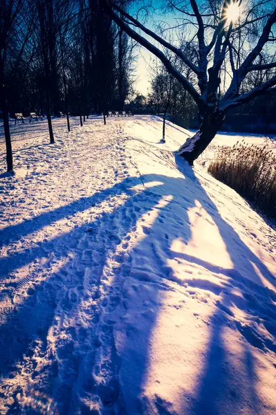 Bevroren Meer Boom Werpen Schaduw Winter — Stockfoto