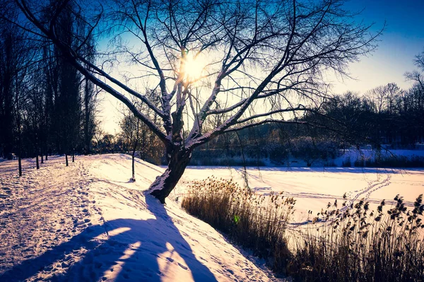冬の凍った湖と木の影 — ストック写真