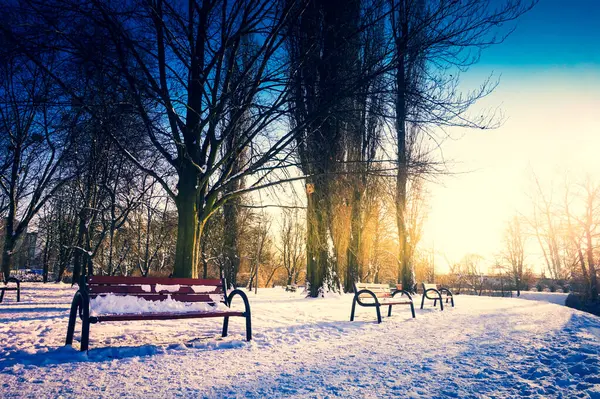 Benches Path Park Winter — Stock Photo, Image