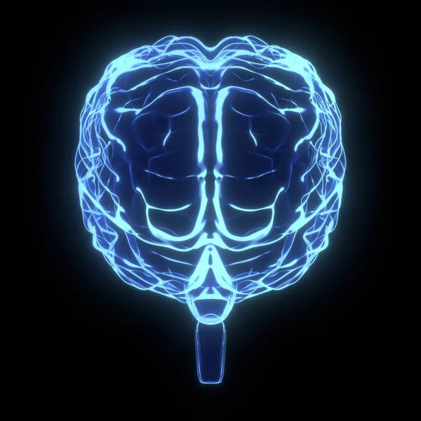 Human Brain Ray Illustration Illustration — Stock Photo, Image