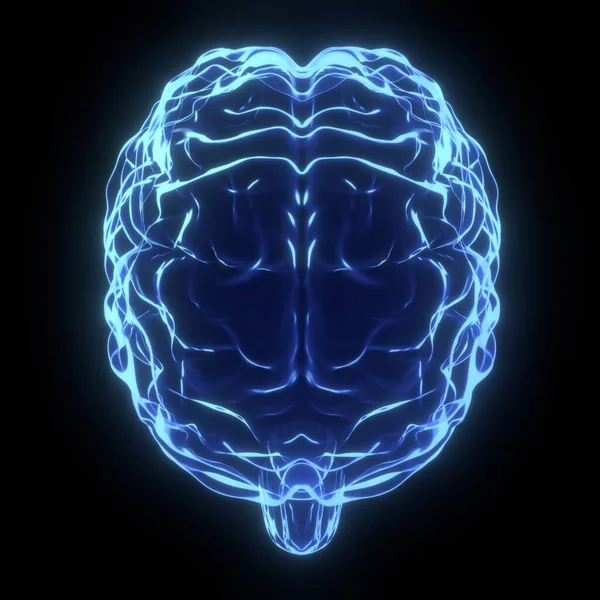 Мозг Человека Рентгеновская Иллюстрация Иллюстрация — стоковое фото