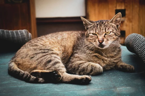 Tabby Bruine Grijze Kat Rustend — Stockfoto