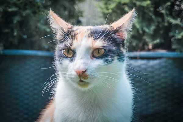 White Black Orange Cat Portrait Close Photograph — Stock Photo, Image