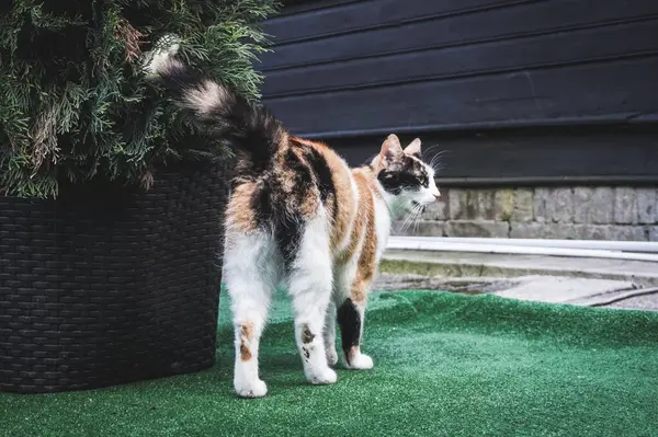 Witte Zwarte Oranje Kat Lopen Weg Achteraanzicht — Stockfoto